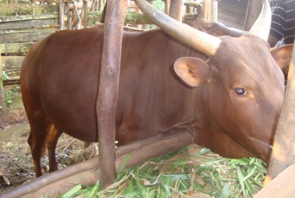 N19.14.p9 L'association ASSEVAM est à la recherche de produits vétérinaires pour les éleveurs qui n'ont pas de moyens financiers