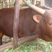 N19.14.p9 L'association ASSEVAM est à la recherche de produits vétérinaires pour les éleveurs qui n'ont pas de moyens financiers